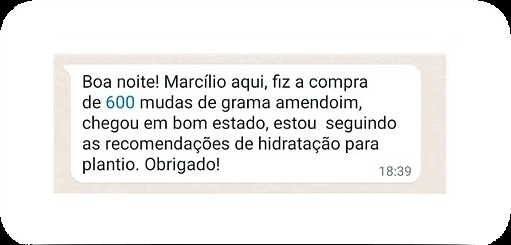 Depoimento de cliente: Boa noite! Marcílio aqui, fiz a compra de 600 mudas de grama amendoim, chegou em bom estado, estou seguindo as recomendações de hidratação para plantio. Obrigado!