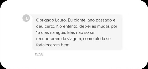 Depoimento de cliente: Obrigado Lauro. Eu plantei ano passado e deu certo. No entanto, deixei as mudas por 15 dias na água. Elas não só se recuperaram da viagem, como ainda se fortaleceram bem.