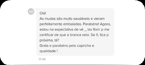 Depoimento de cliente: Olá! As mudas são muito saudáveis e vieram perfeitamente embaladas. Parabéns! Grata e parabéns pelo capricho e qualidade!
