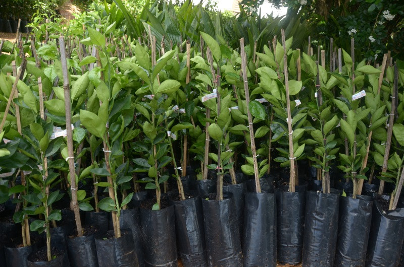 Frutíferas
