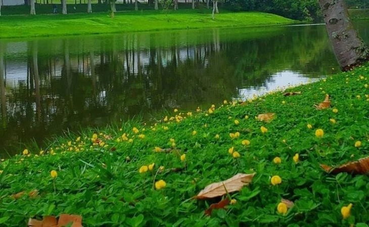 Grama amendoim raiz nua plantada e formada, foto do nosso viveiro