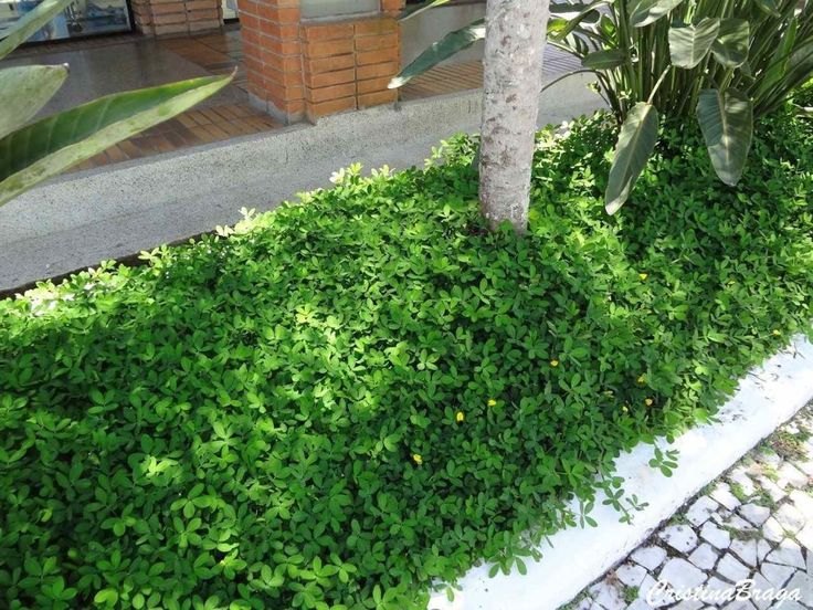 Grama amendoim raiz nua plantada e formada, foto do nosso viveiro