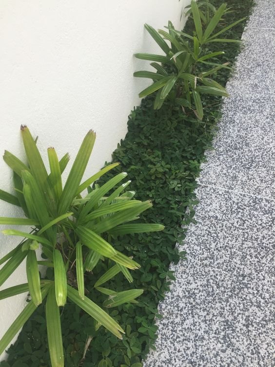 Grama amendoim raiz nua plantada e formada, foto do nosso viveiro