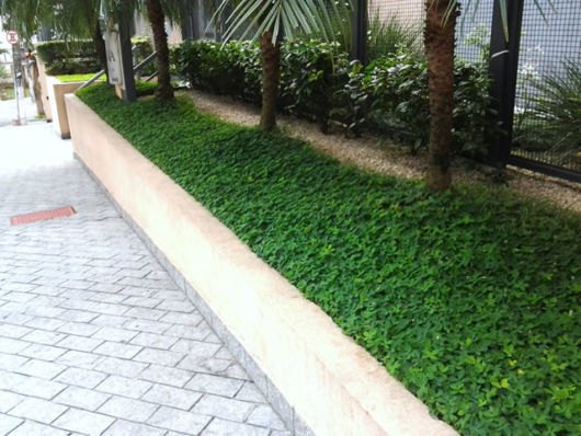 Grama amendoim raiz nua plantada e formada, foto do nosso viveiro