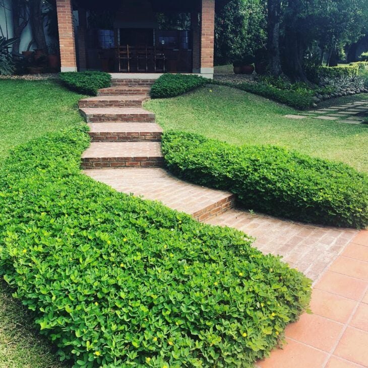 Grama amendoim raiz nua plantada e formada, foto do nosso viveiro