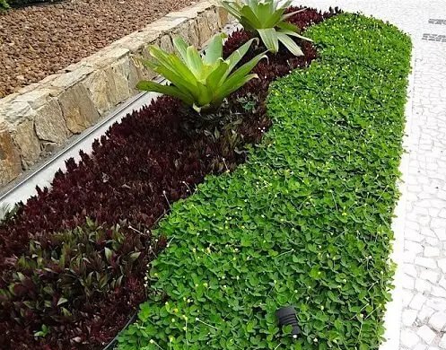 Grama amendoim raiz nua plantada e formada, foto do nosso viveiro