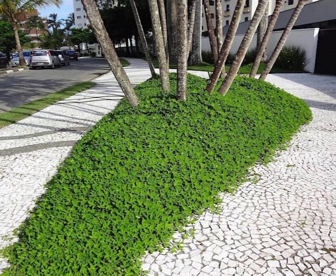 Grama amendoim raiz nua plantada e formada, foto do nosso viveiro