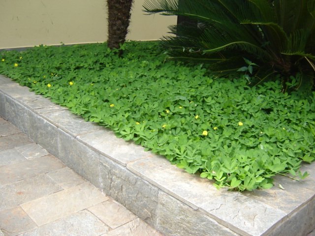 Grama amendoim raiz nua plantada e formada, foto do nosso viveiro