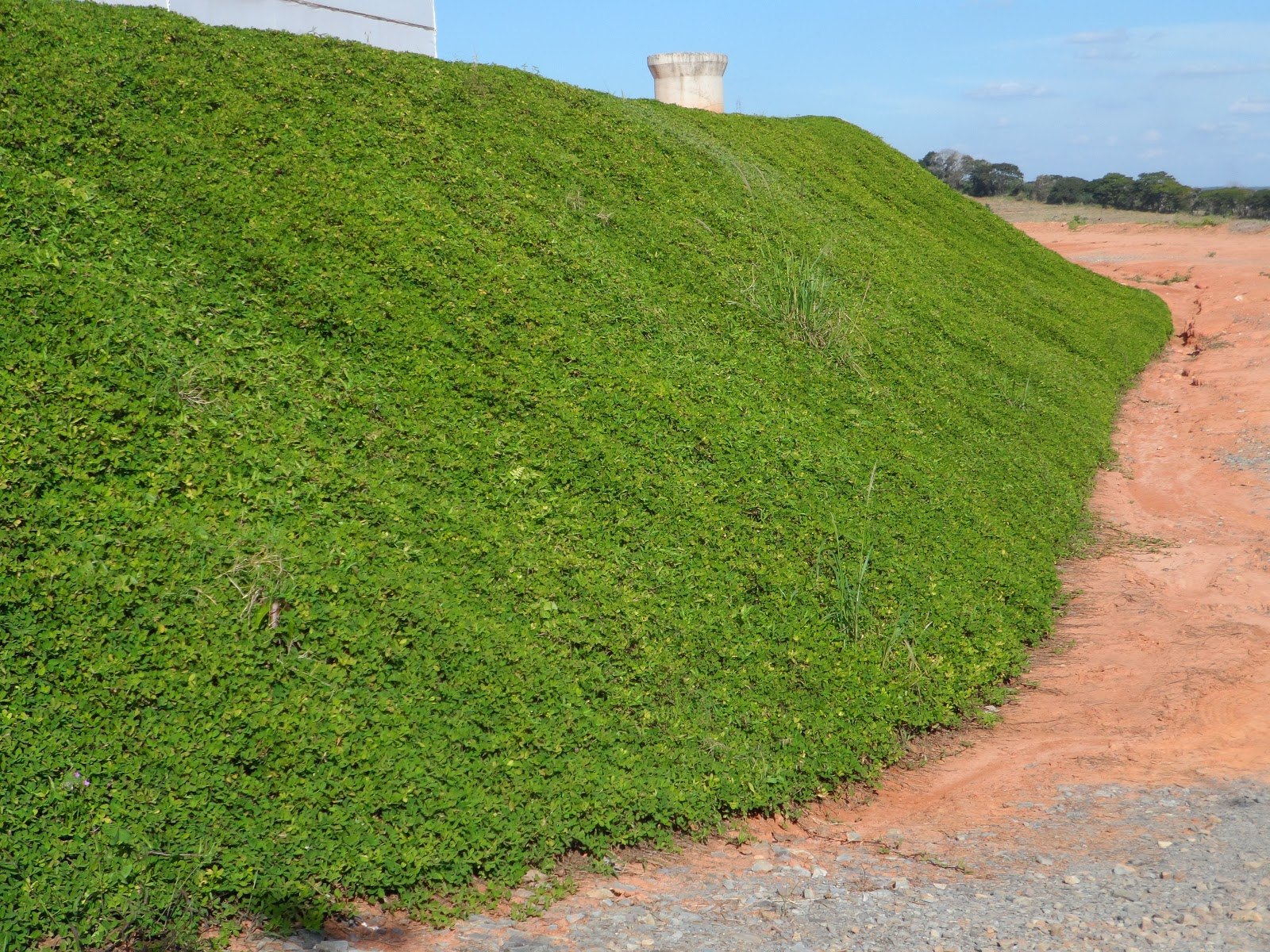 Grama amendoim raiz nua plantada e formada, foto do nosso viveiro
