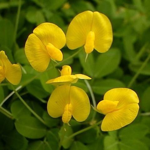 Grama amendoim raiz nua plantada e formada, foto do nosso viveiro