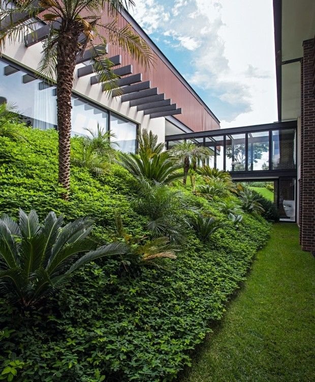 Grama amendoim raiz nua plantada e formada, foto do nosso viveiro