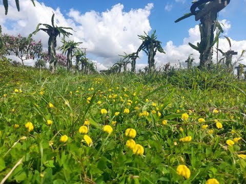 Grama amendoim raiz nua plantada e formada, foto do nosso viveiro