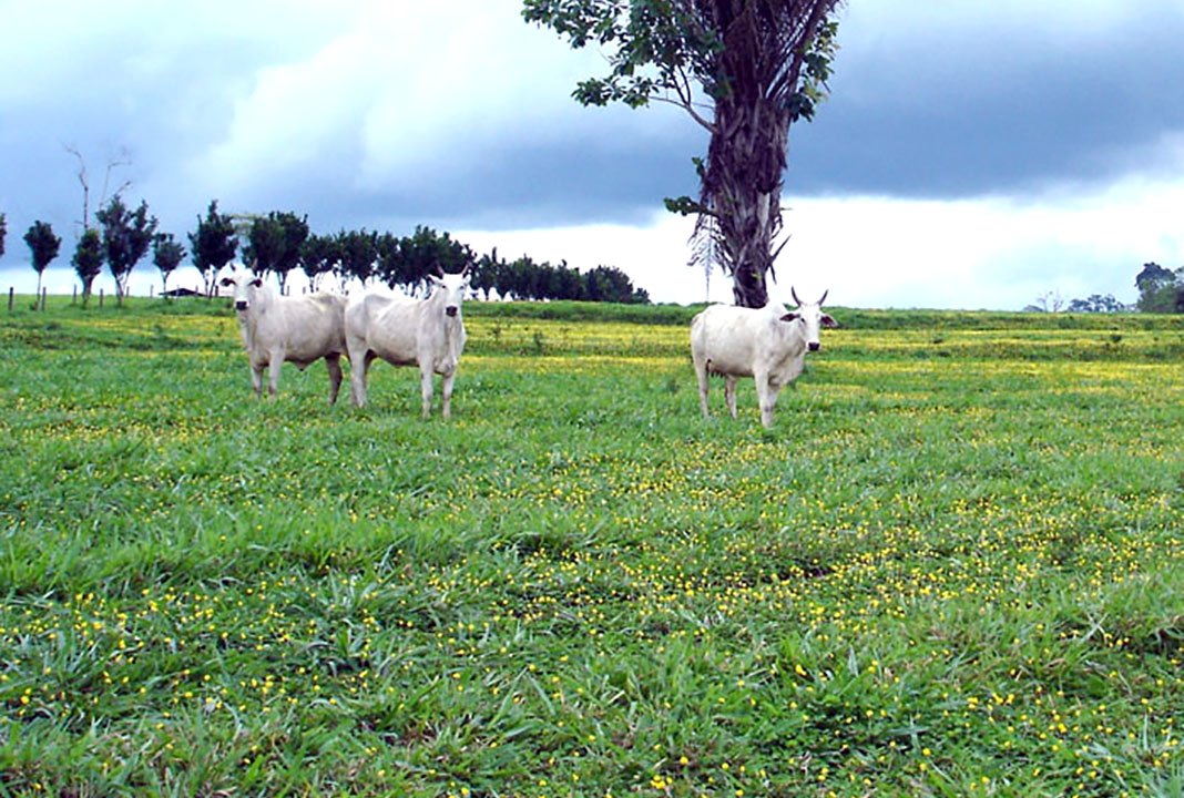 Grama amendoim raiz nua plantada e formada, foto do nosso viveiro