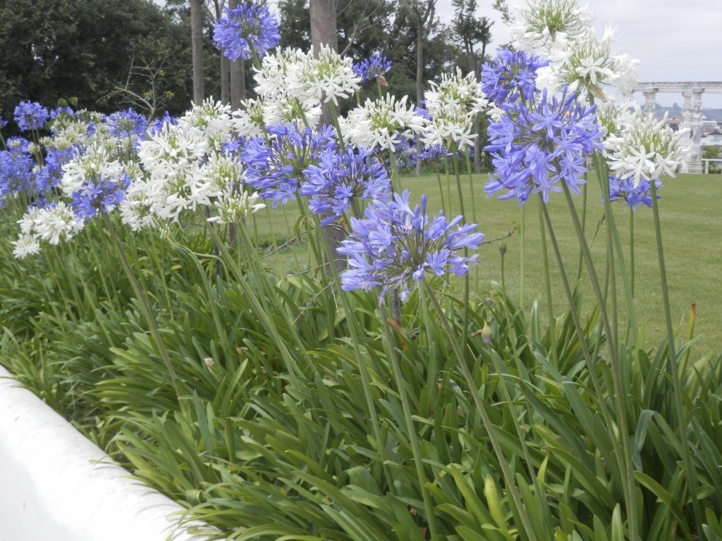 Agapantos brancos e azuis floridos à beira de um gramado