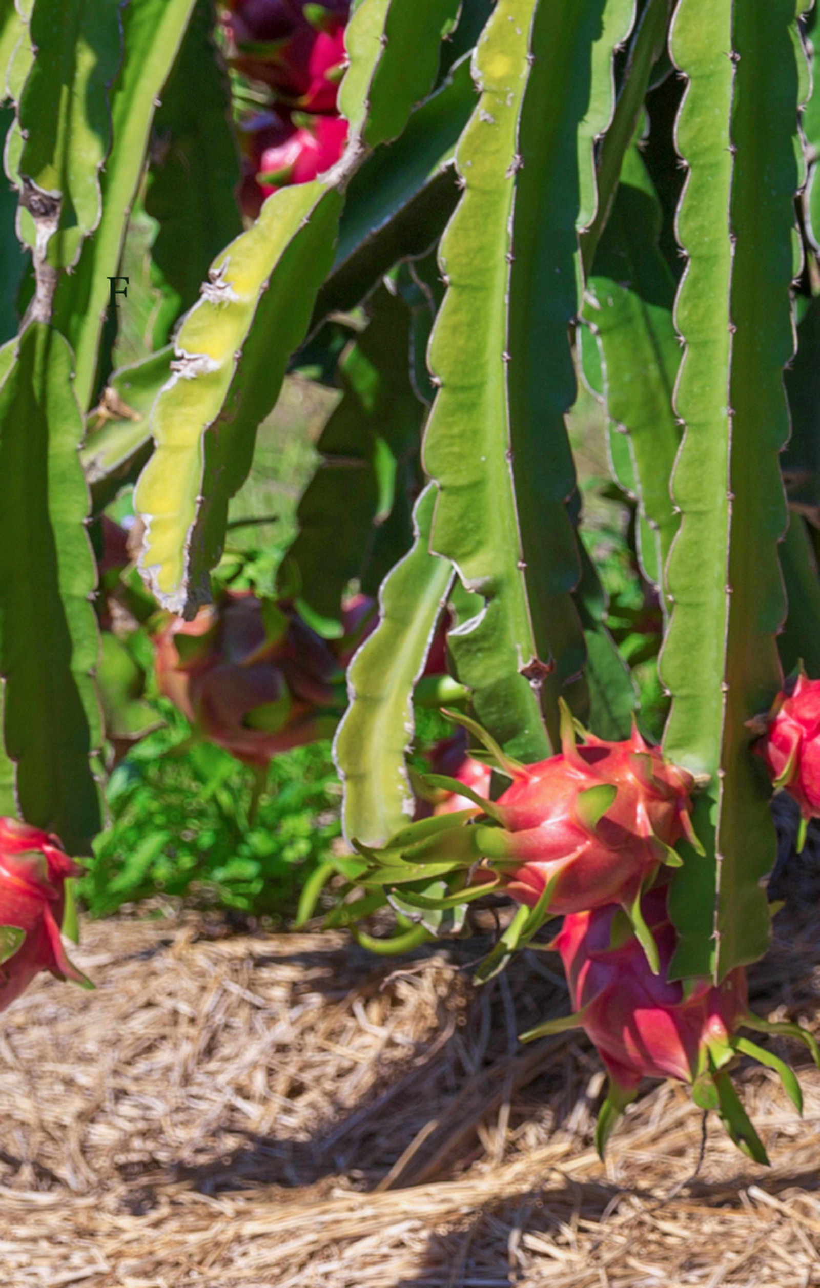 Pitaya carregada de frutos rosados maduros na planta