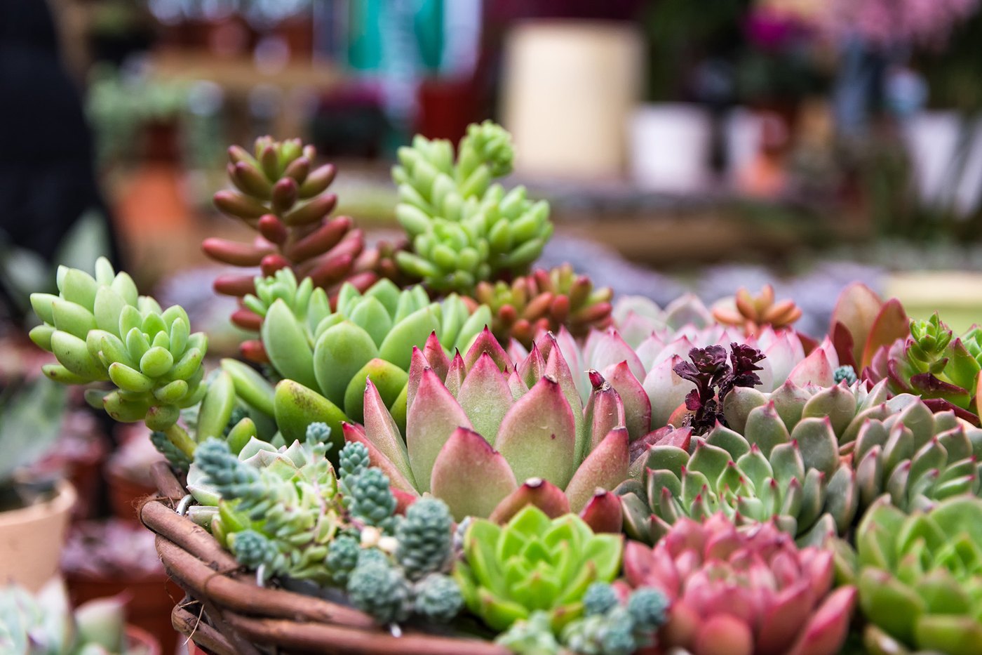 rectangular-arrangement-succulents-cactus-succulents-planter-WEB.jpg