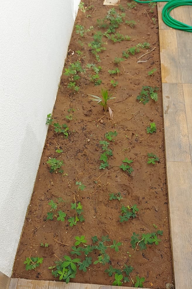 Grama amendoim em plena floração amarela