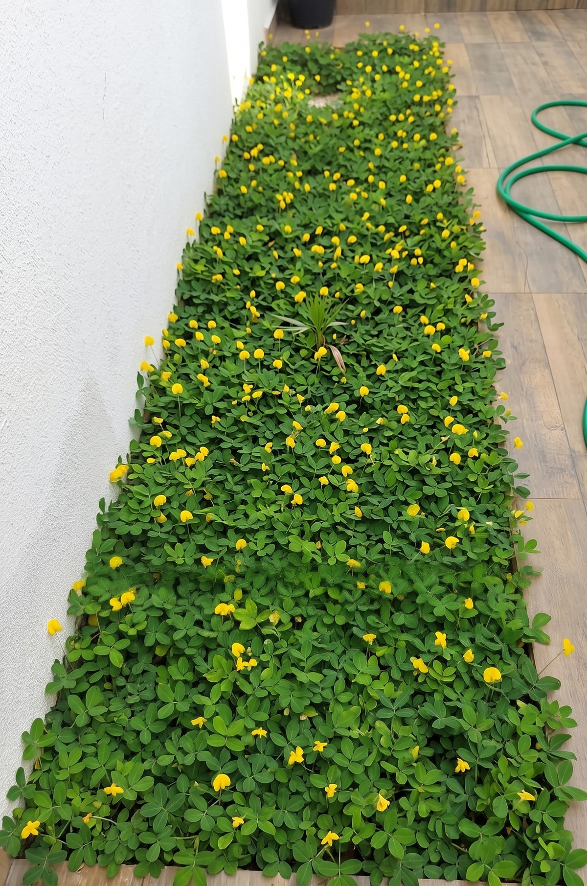 DEPOIS: a mesma faixa totalmente coberta de grama amendoim formada, em plena floração amarela