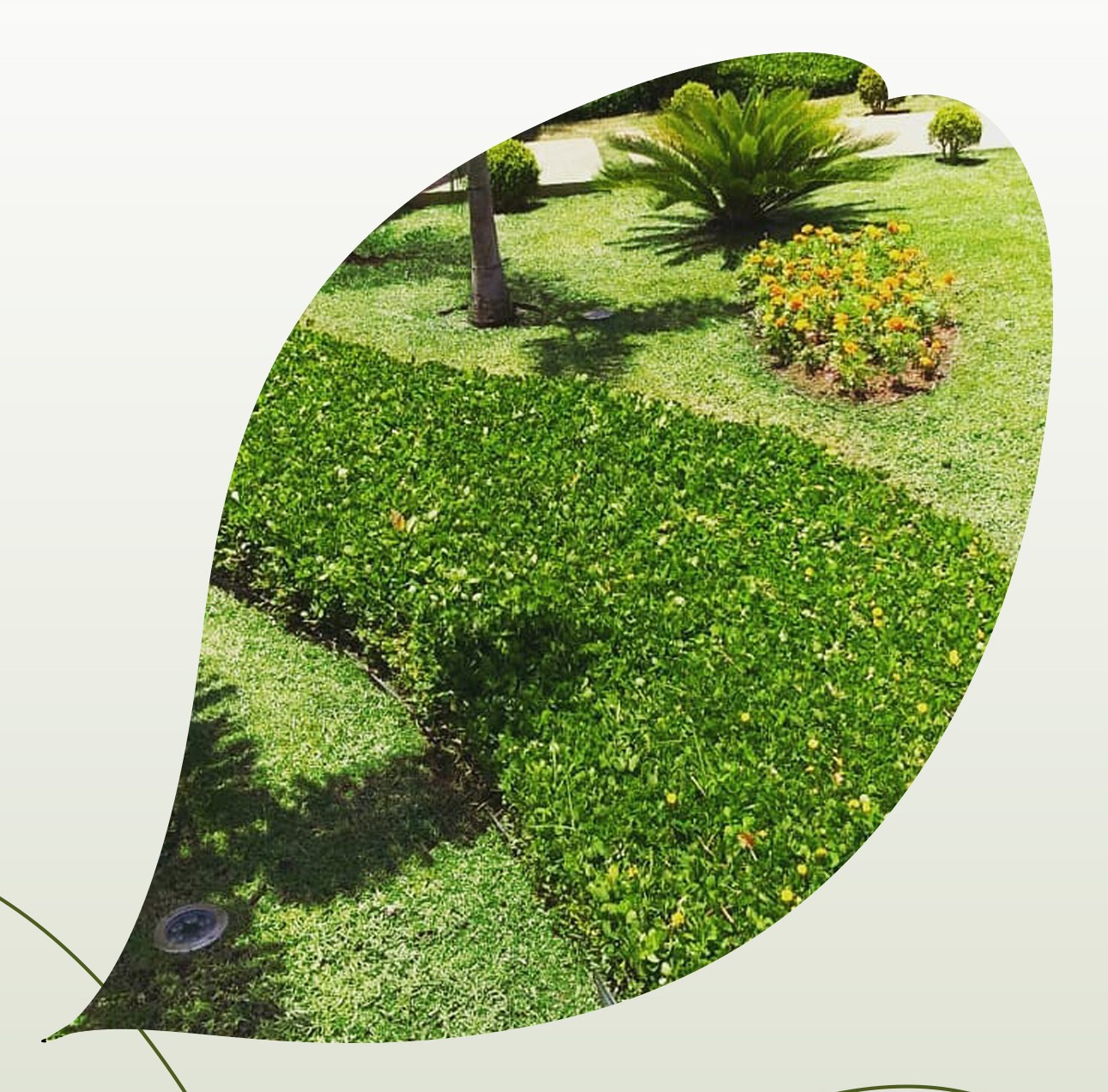 Jardim com grama amendoim formada em primeiro plano, palmeira e canteiro florido ao fundo