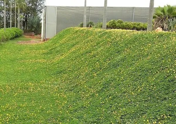 Talude inteiro coberto de grama amendoim, contendo a erosão