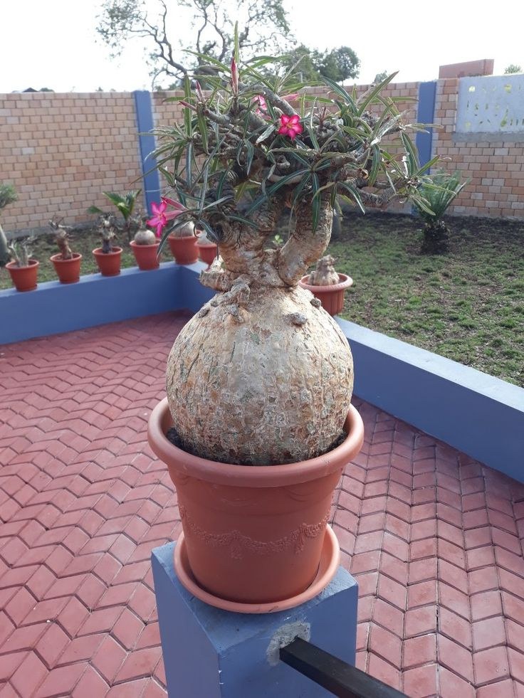 Rosa do deserto adulta em vaso, com o caudex grosso à mostra