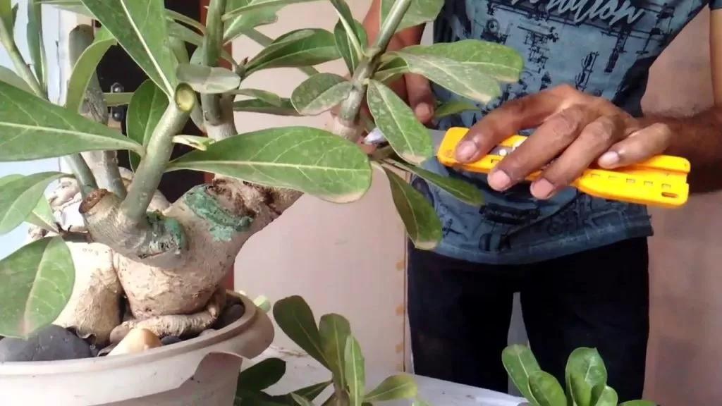 Mãos fazendo enxertia numa rosa do deserto