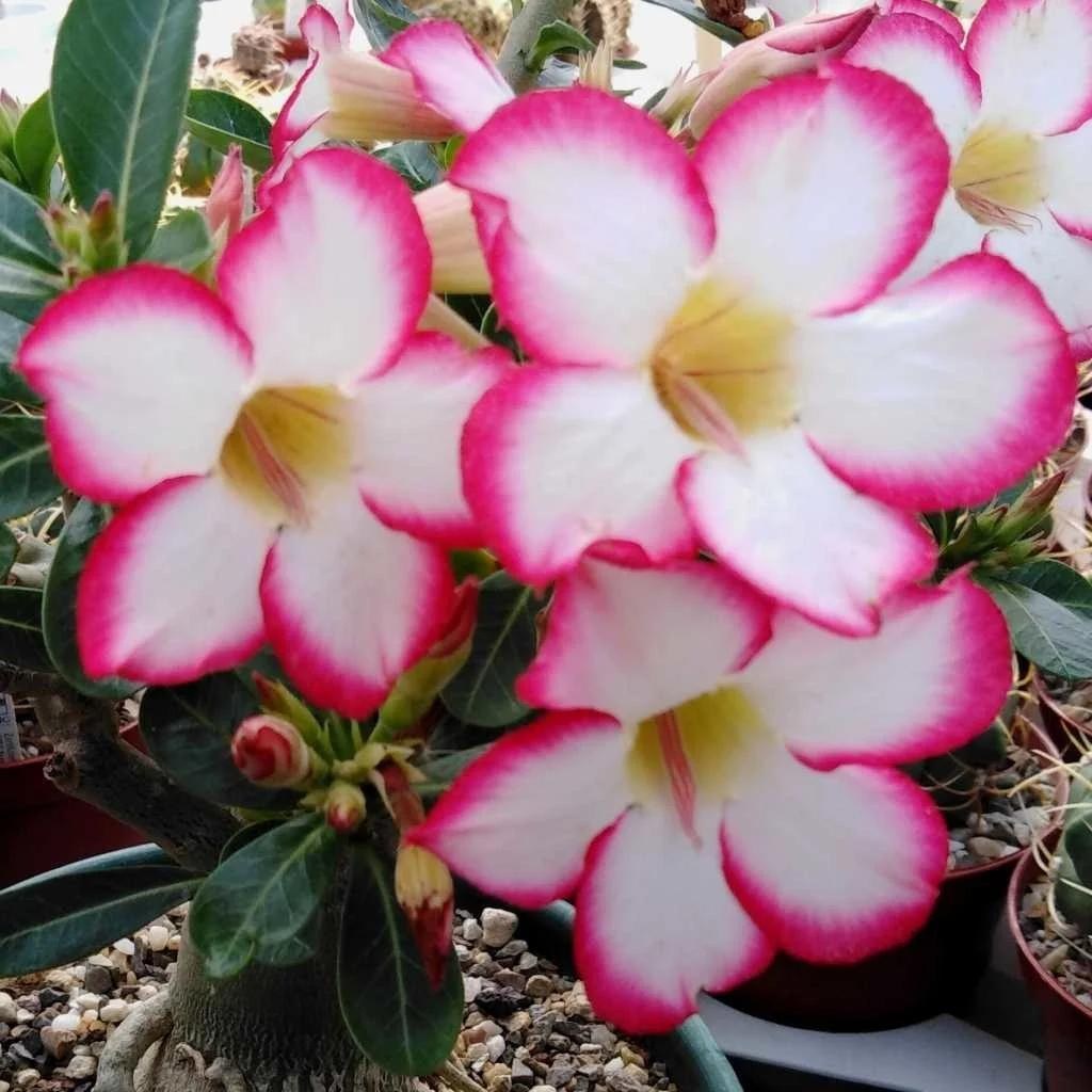 Flor de rosa do deserto branca com borda rosa, aberta