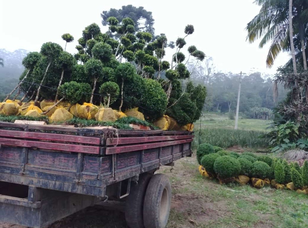 Caminhão carregado de plantas saindo do Sítio Nativo para uma entrega de atacado
