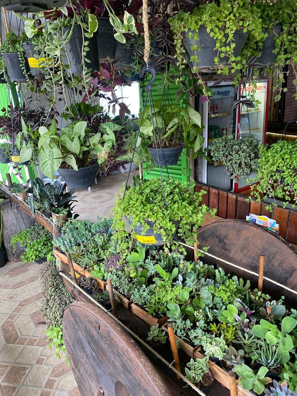 Carroça de madeira do Sítio Nativo Garden cheia de suculentas, vista de lado