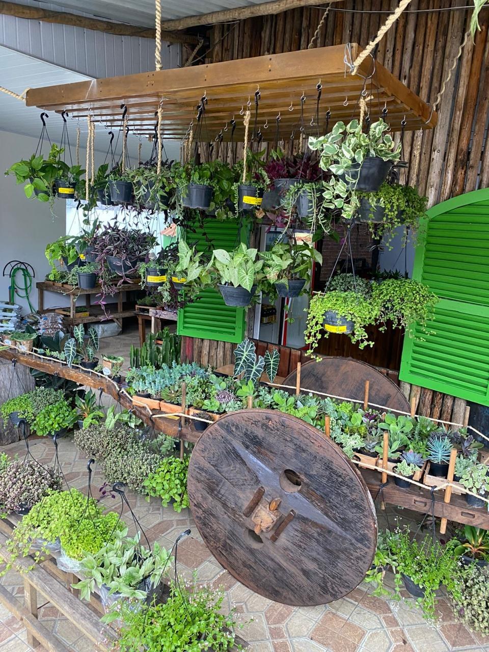 Carroça de madeira do Sítio Nativo Garden carregada de suculentas, com plantas pendentes na viga e as janelas verdes da loja ao fundo
