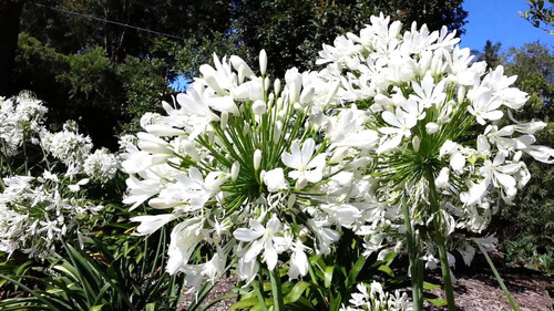 Flor do Nilo Branca - Agapanto Mudas Raiz Nua - Imagem 2