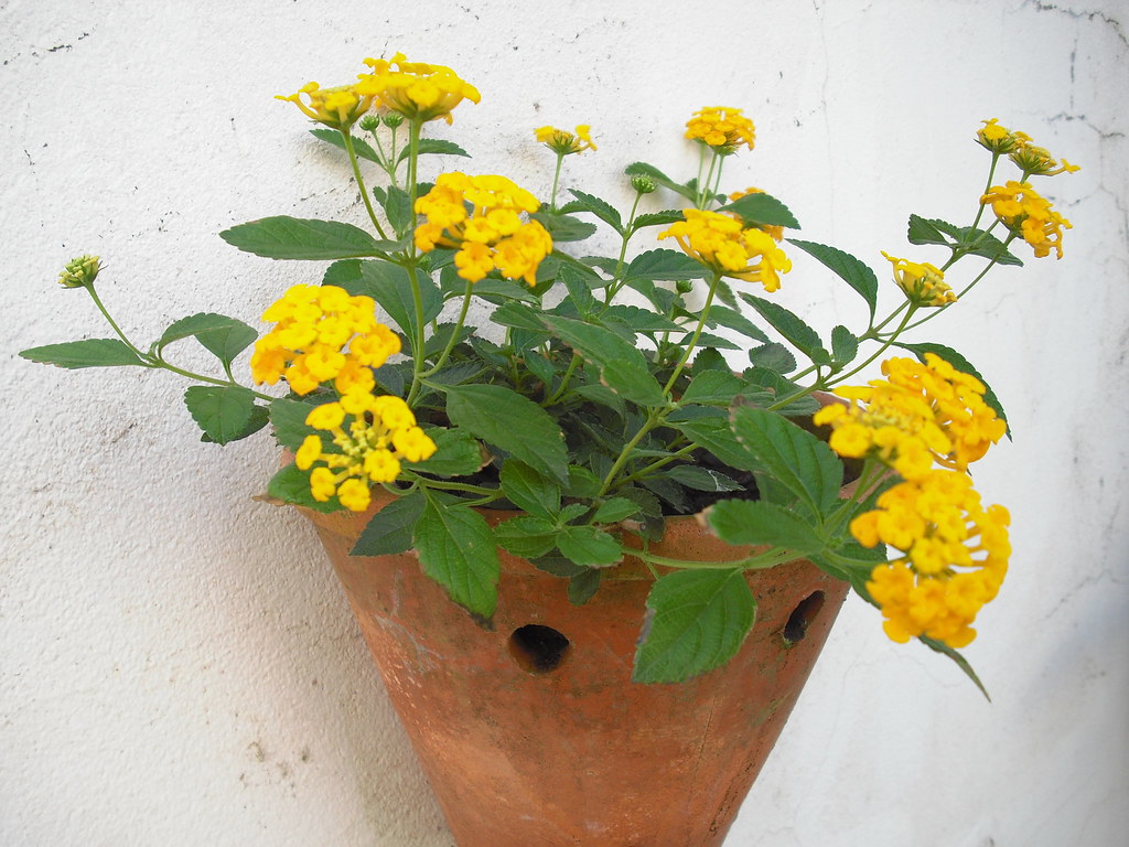 10 Mudas Mini Lantana Camara Amarela Montevidensis Saquinho - Imagem 4