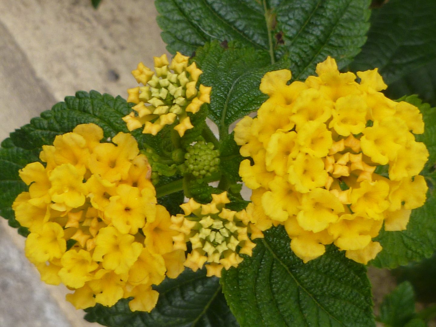 10 Mudas Mini Lantana Camara Amarela Montevidensis Saquinho - Imagem 3