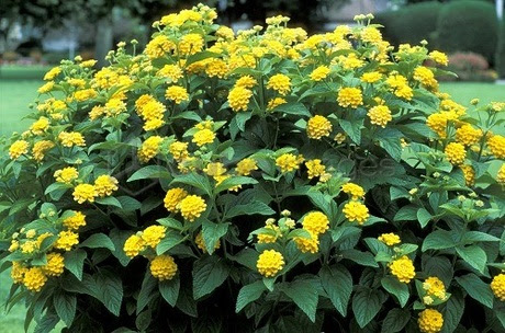 10 Mudas Mini Lantana Camara Amarela Montevidensis Saquinho - Imagem 2