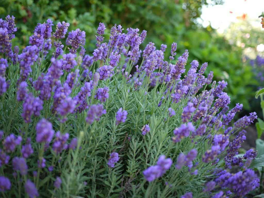 Alfazema, Lavanda Francesa - Lavandula Dentata Pote 15 - Imagem 4