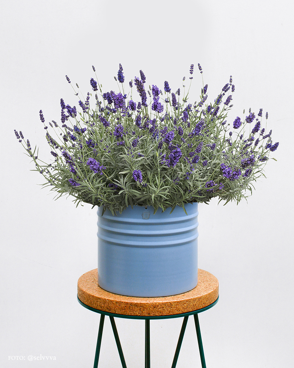 Alfazema, Lavanda Francesa - Lavandula Dentata Pote 15 - Imagem 3
