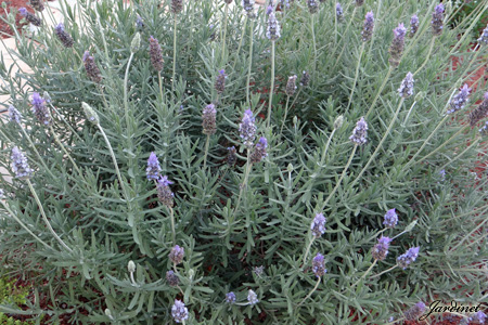Alfazema, Lavanda Francesa - Lavandula Dentata Pote 15 - Imagem 2