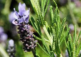 Alfazema, Lavanda Francesa - Lavandula Dentata Pote 15 - Imagem 5