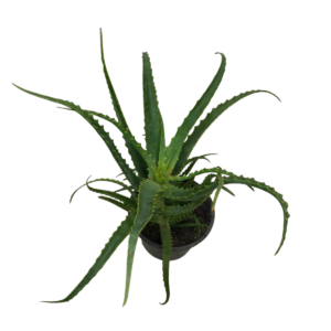 Babosa - Aloe Arborescens - 30cm Vaso Pote 14