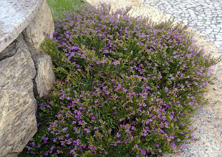 5 Mudas Erika Roxa - Erica Cuphea hyssopifolia - No Saquinho - Imagem 6