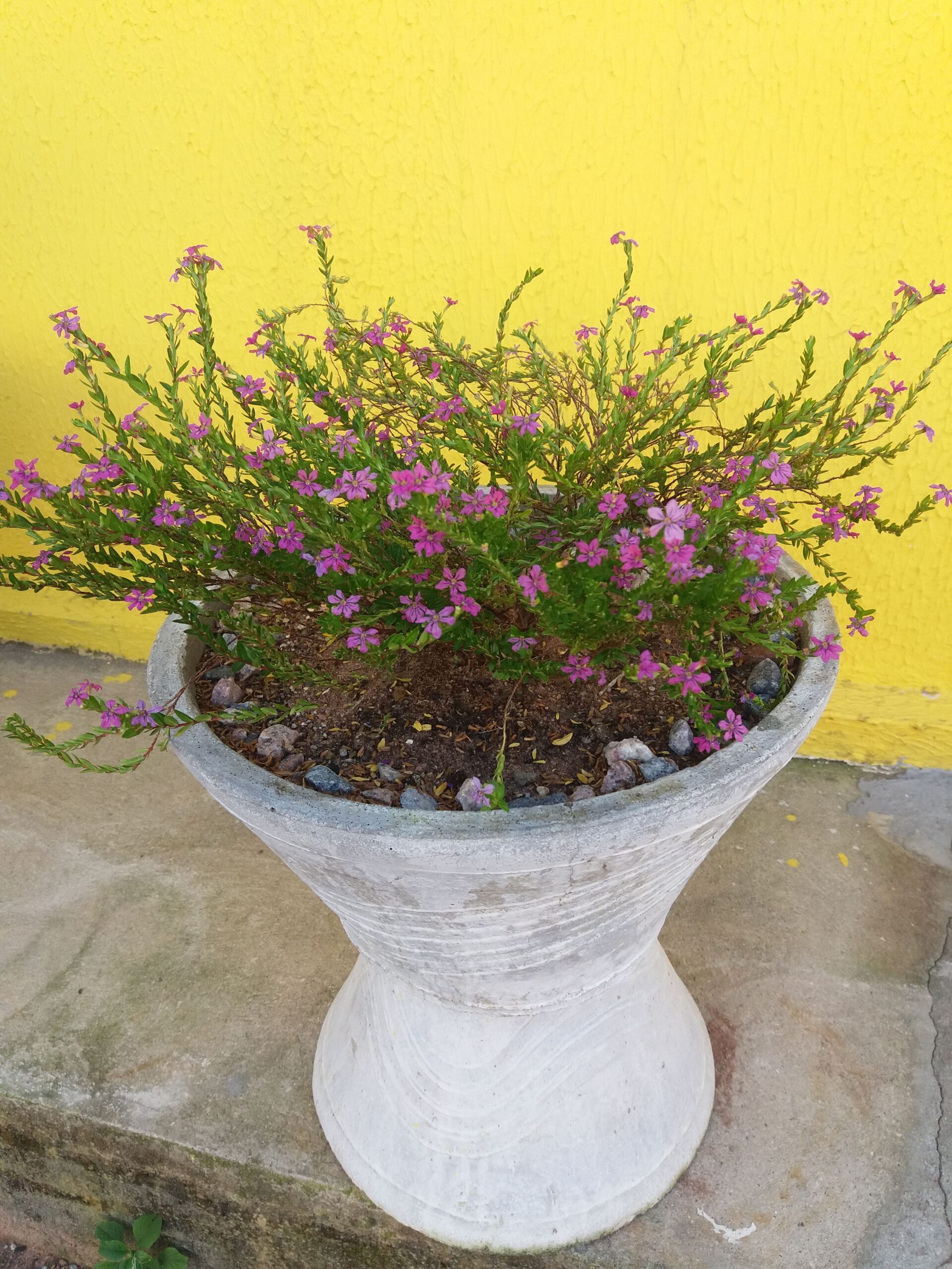 5 Mudas Erika Roxa - Erica Cuphea hyssopifolia - No Saquinho