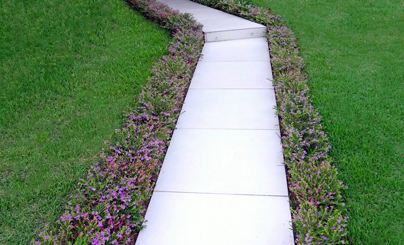 5 Mudas Erika Roxa - Erica Cuphea hyssopifolia - No Saquinho - Imagem 5