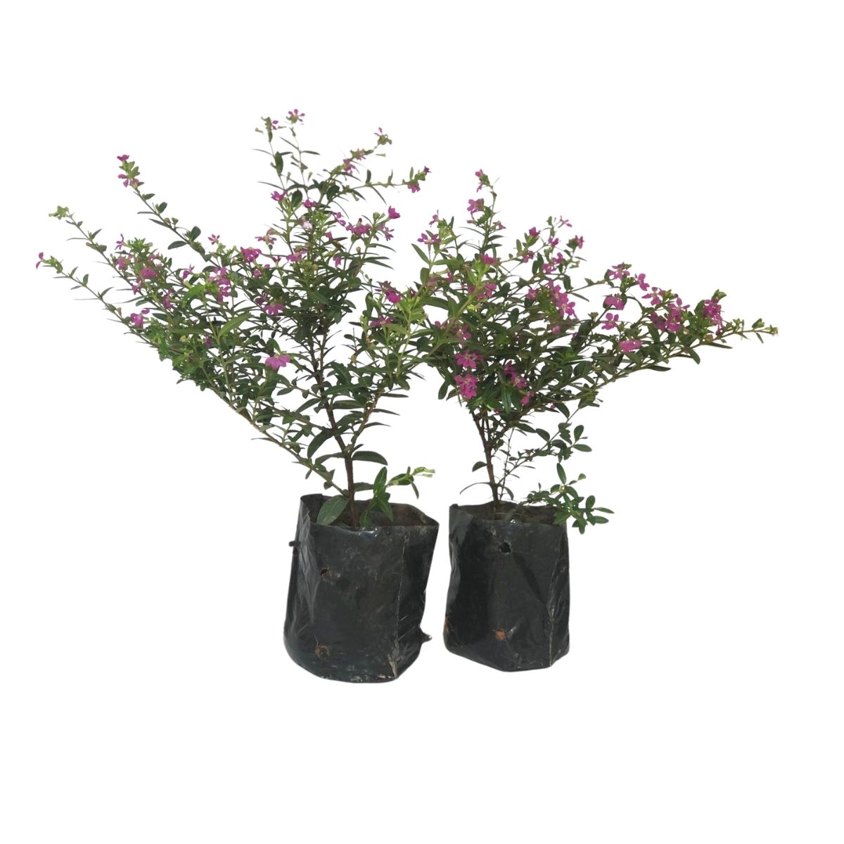 5 Mudas Erika Roxa - Erica Cuphea hyssopifolia - No Saquinho - Imagem 3