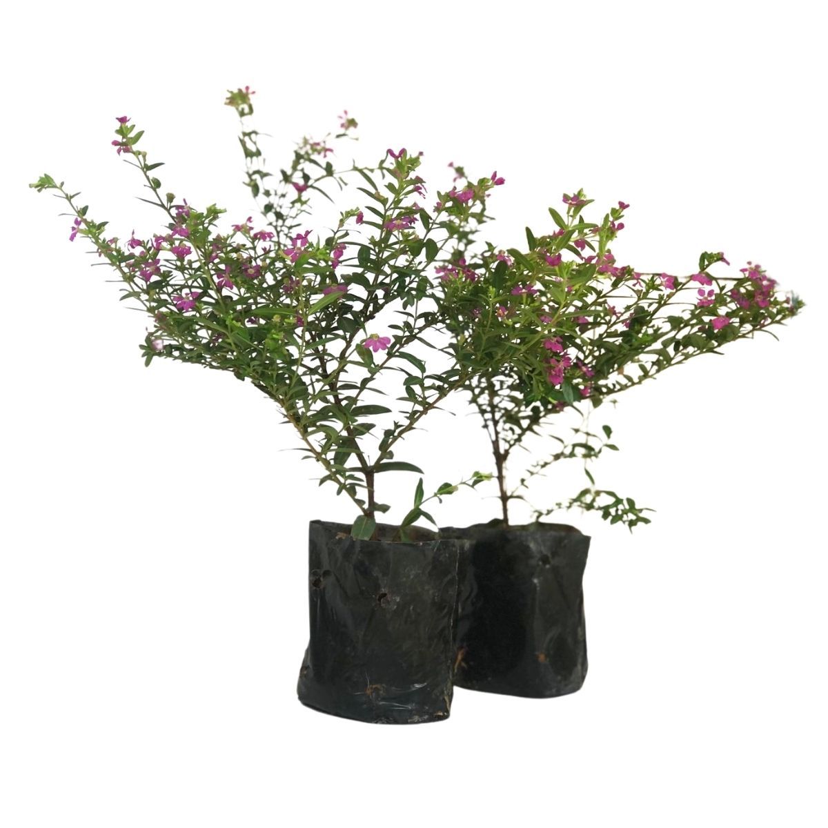 5 Mudas Erika Roxa - Erica Cuphea hyssopifolia - No Saquinho - Imagem 4