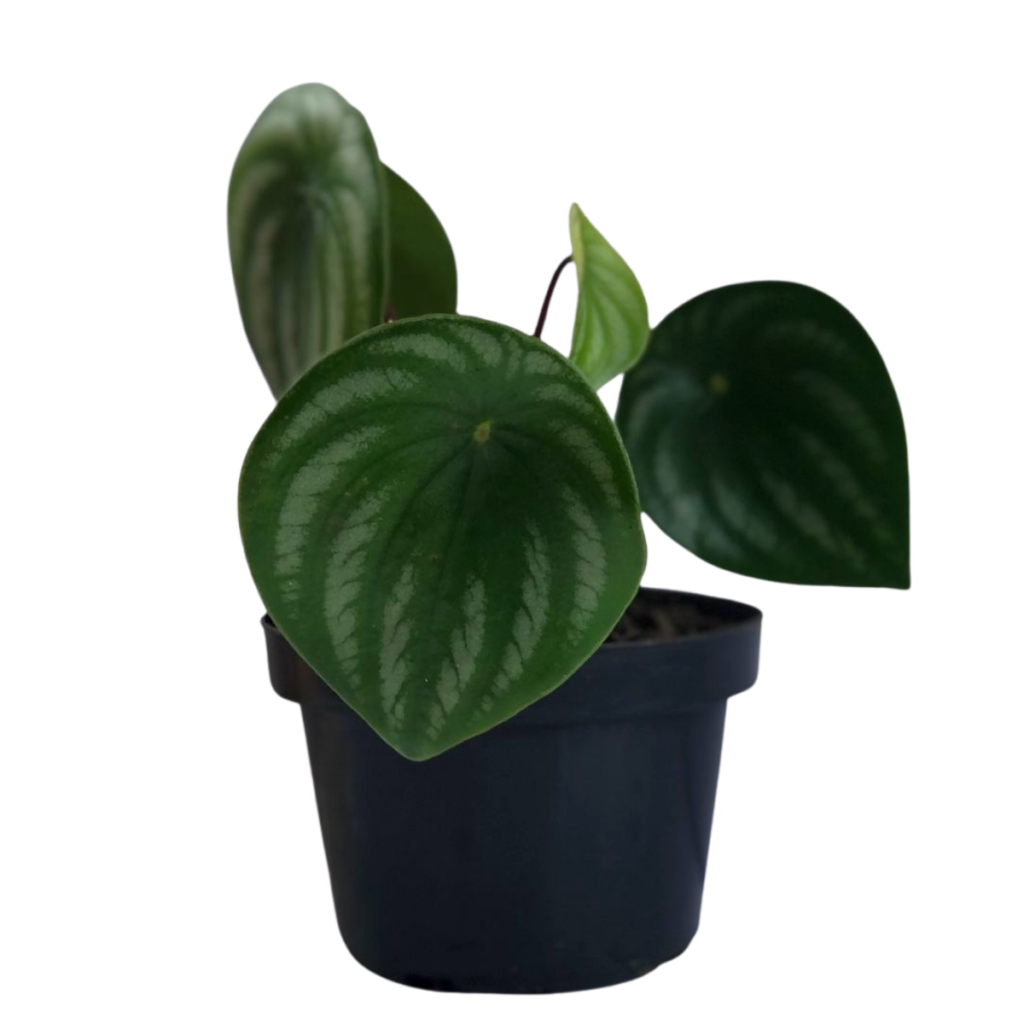 Peperomia Melancia - Peperomia argyreia - no Pote 11