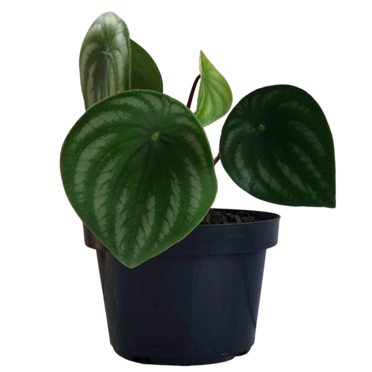 Peperomia Melancia - Peperomia argyreia - no Pote 11 - Imagem 2
