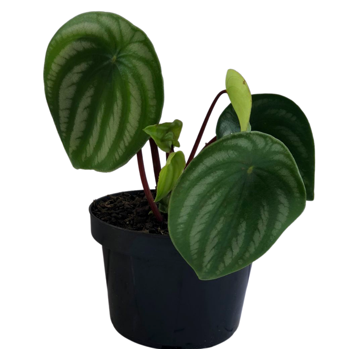 Peperomia Melancia - Peperomia argyreia - no Pote 11 - Imagem 3