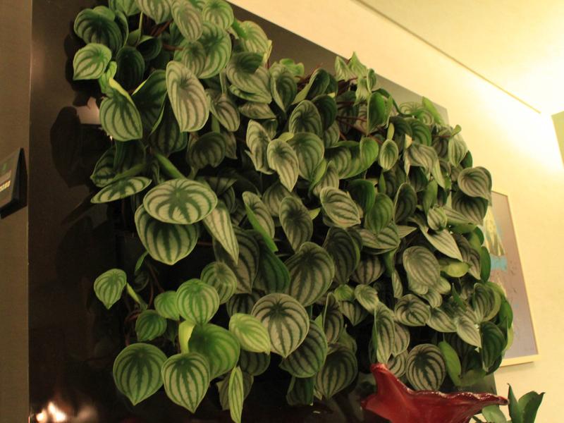 Peperomia Melancia - Peperomia argyreia - no Pote 11 - Imagem 4