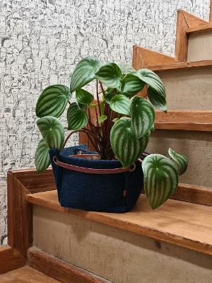 Peperomia Melancia - Peperomia argyreia - no Pote 11 - Imagem 5