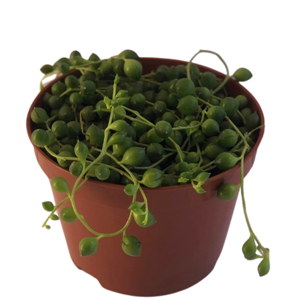 2 Mudas Suculenta Colar-de-pérola - Rosário - Senecio rowleyanus Pote 11